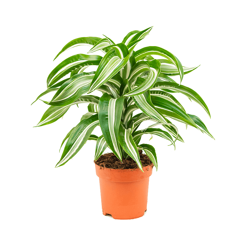 Dracaena Jade Jewel