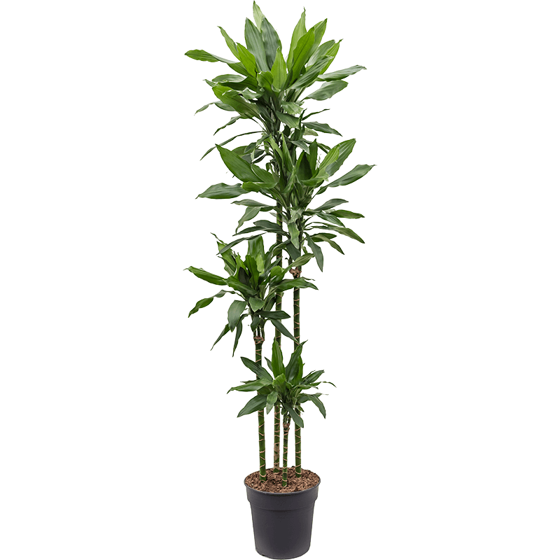 Dracaena Janet Lind 4-stam