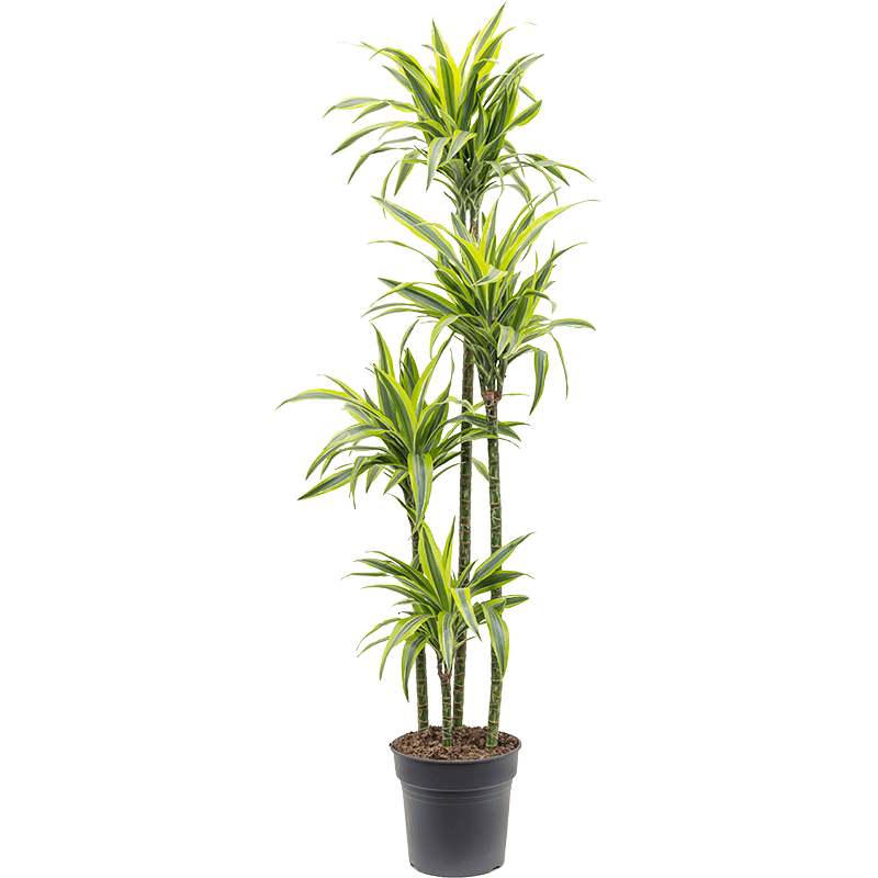 Dracaena Lemon Lime 4-stam