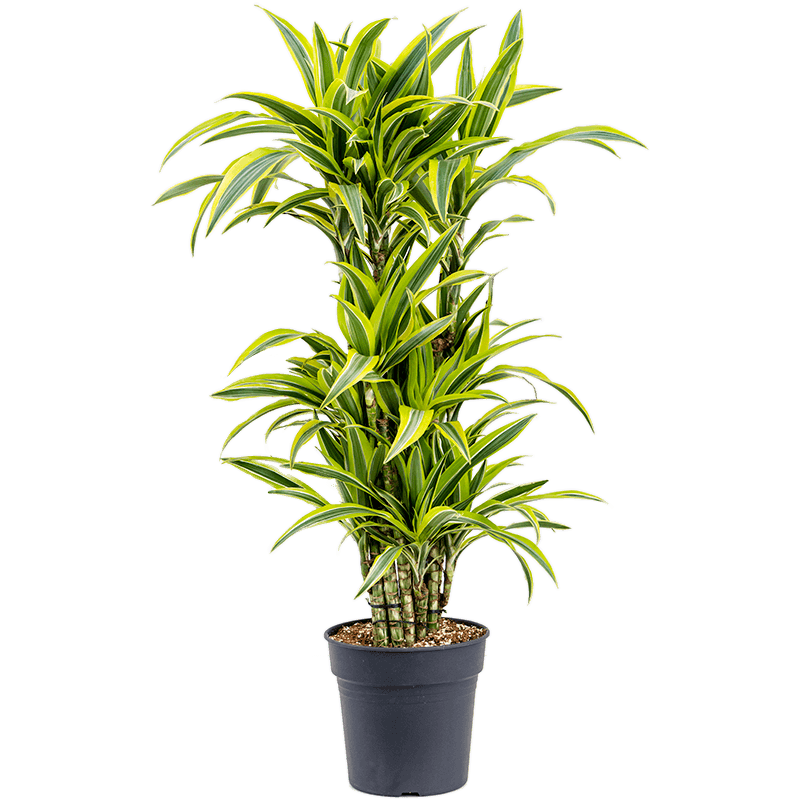 Dracaena Lemon Lime vertakt