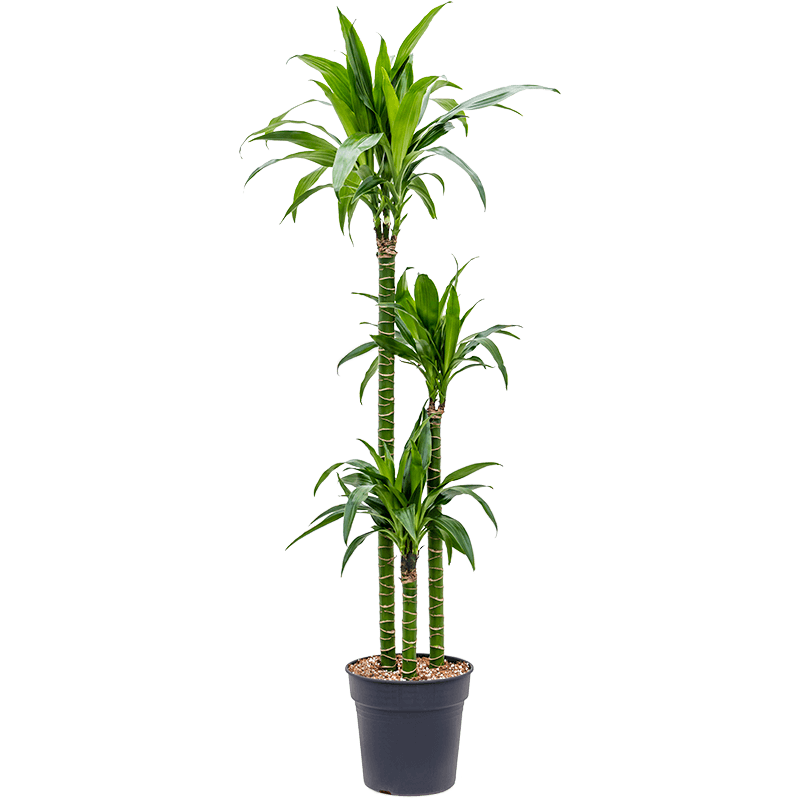 Dracaena Liza