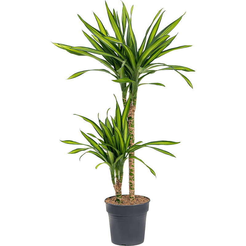 Dracaena Riki 2-stam