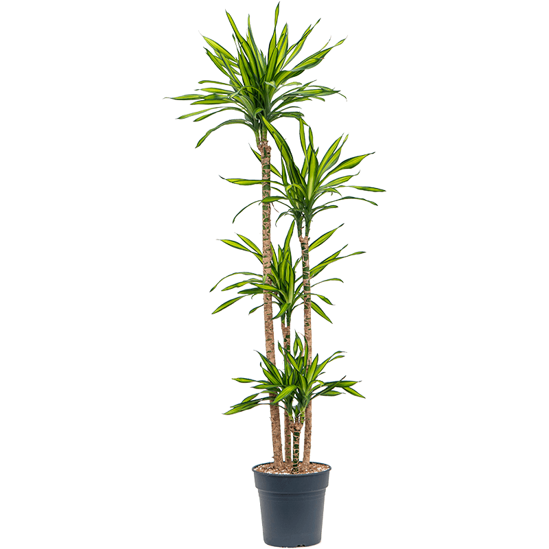 Dracaena Riki 4-stam