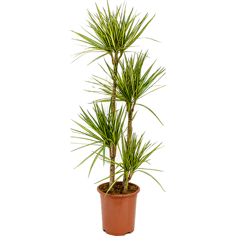 Dracaena Marginata Sunray 4-stam