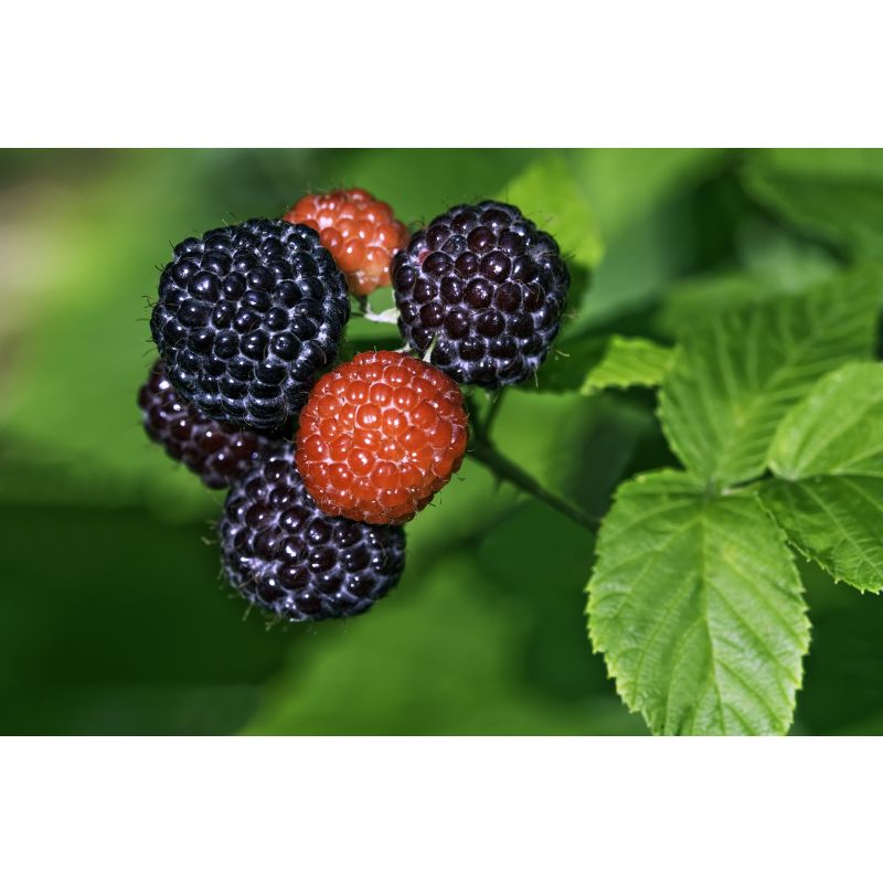 Rubus occidentalis 'Black Jewel' 
