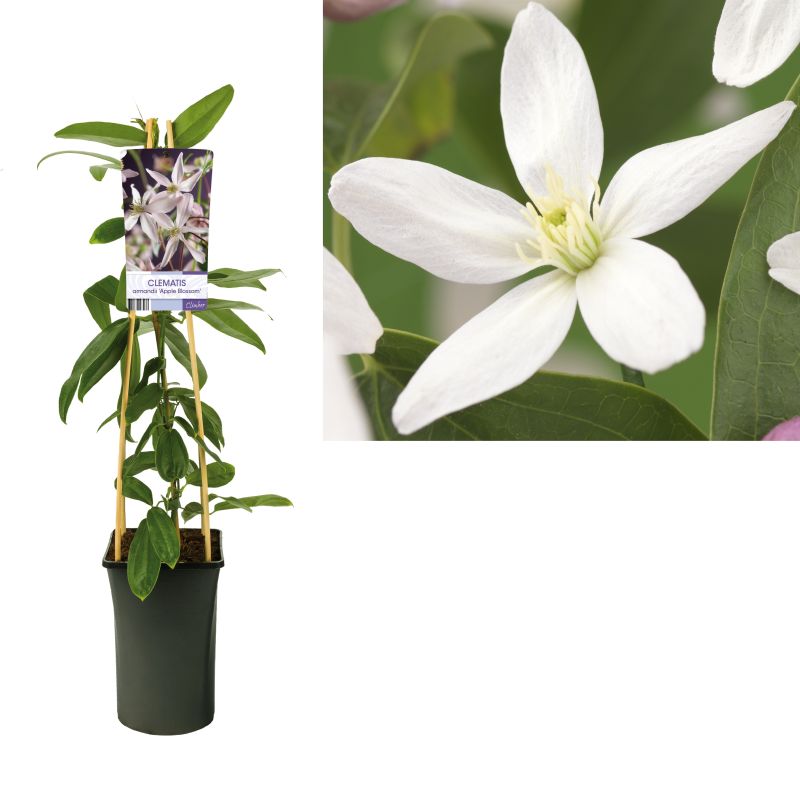 Clematis armandii Apple Blossom