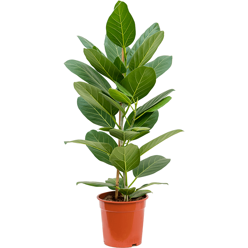 Ficus Benghalensis Audrey toef