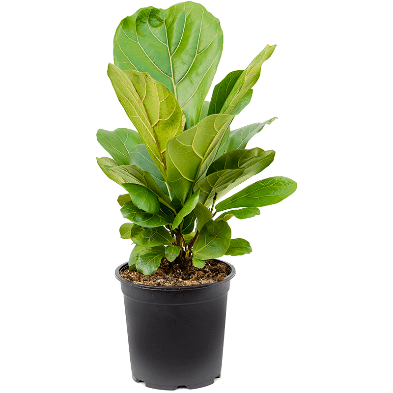 Ficus lyrata struik