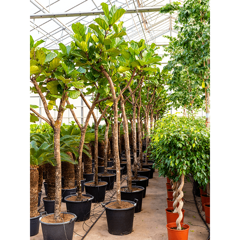 Ficus Lyrata op stam