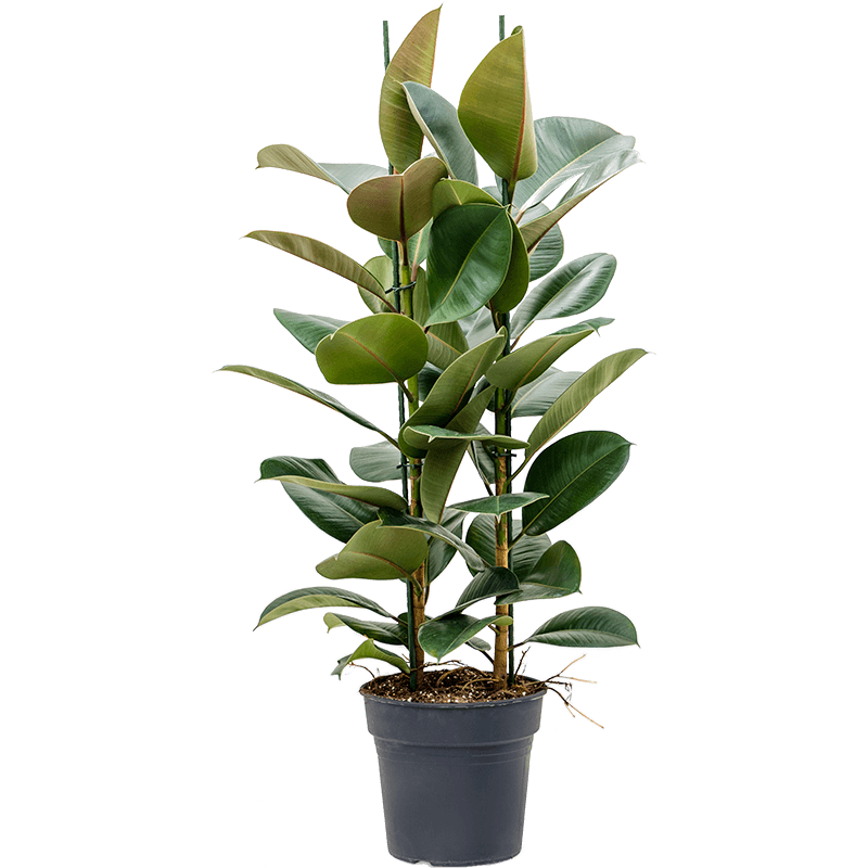 Ficus Elastica Robusta toef