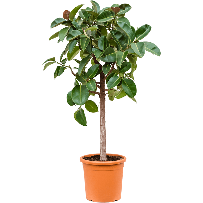 Ficus Elastica Robusta op stam