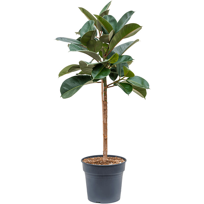 Ficus Elastica Robusta op stam