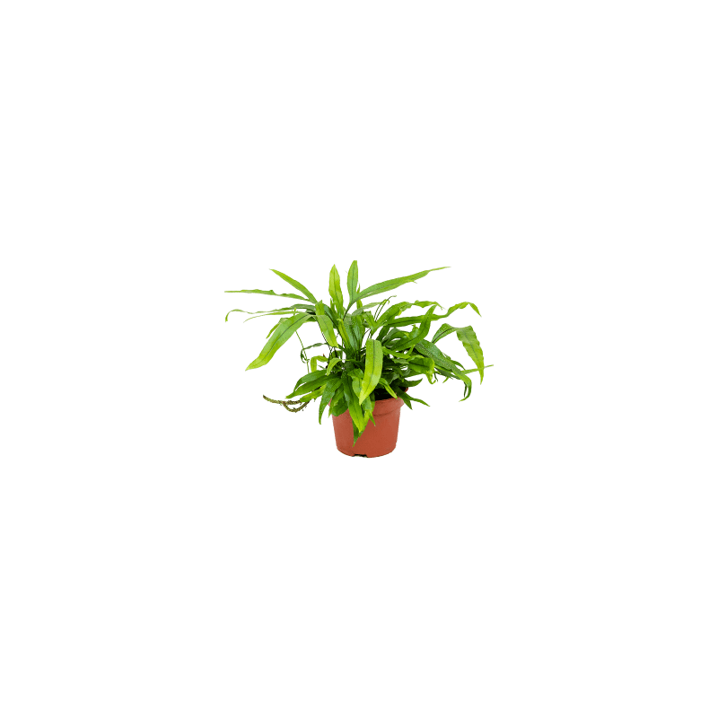 Microsorum Diversifolium S