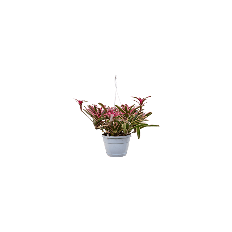 Neoregelia Fireball Donger