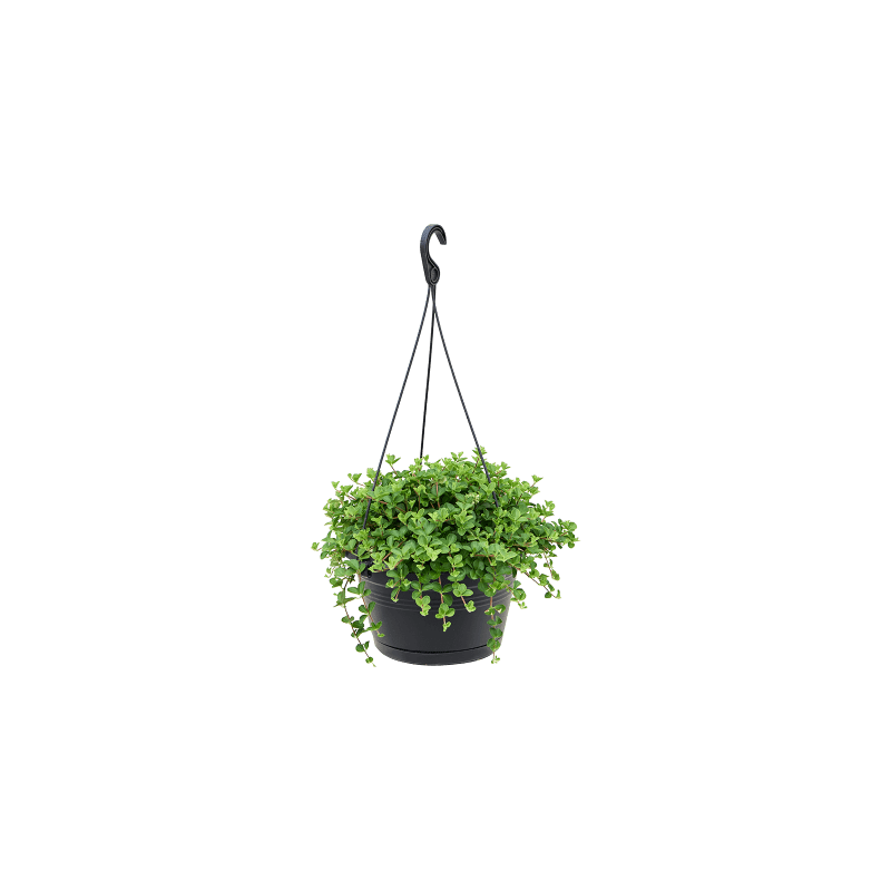 Peperomia Rotundifolia