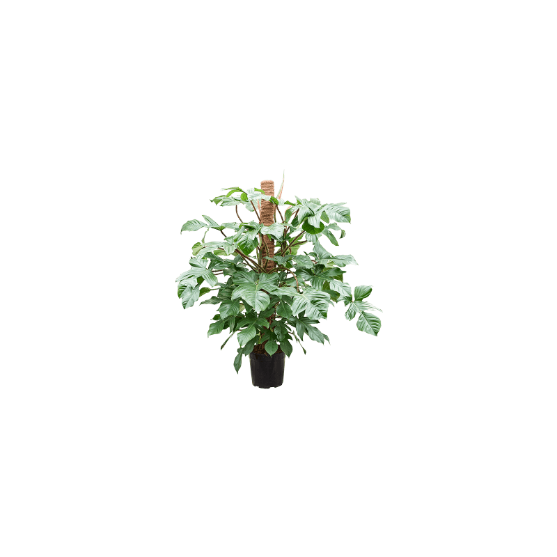Philodendron Pedatum Red squamiferum mosstok