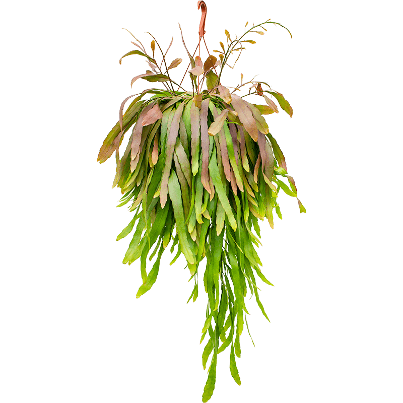 Rhipsalis Red Coral