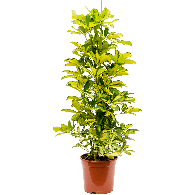 Schefflera Dalton