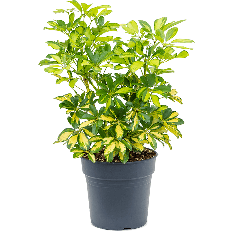 Schefflera Gold Capella