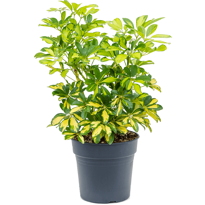 Schefflera Arboricola Gold Capella