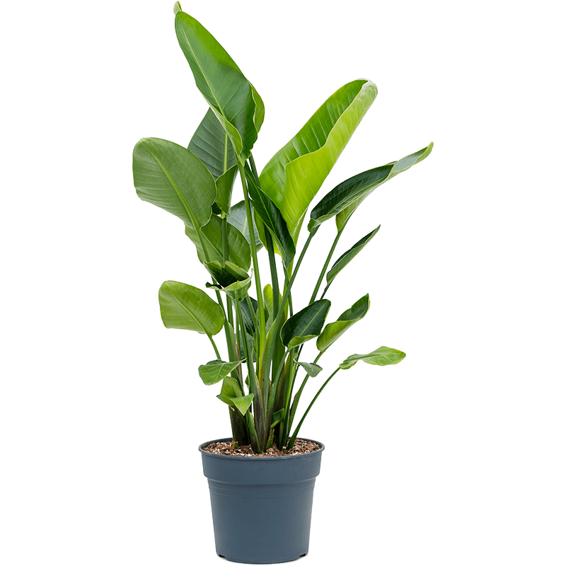 Strelitzia Nicolai XXL