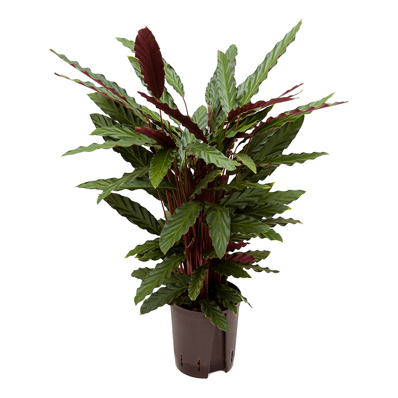 Calathea Rufibarba