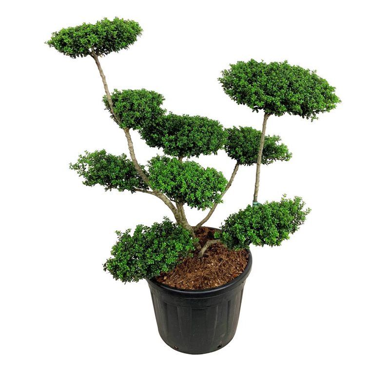 Ilex crenata 'Convexa' - bonsai