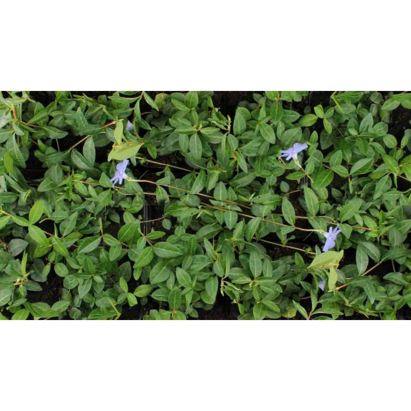 Vinca minor