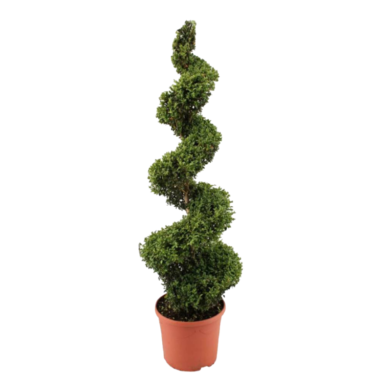 Buxus Sempervirens spiraal