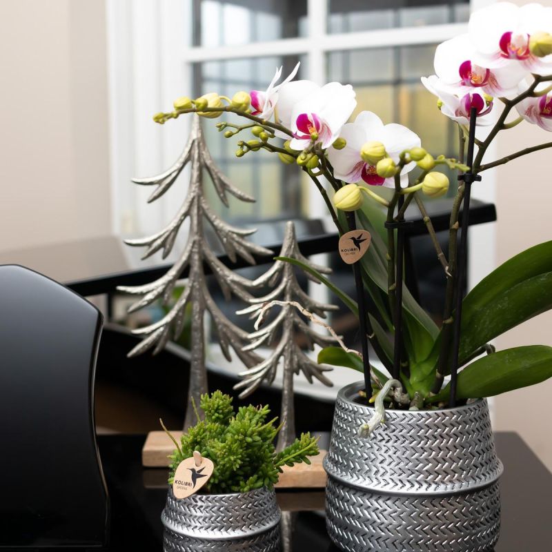 Phalaenopsis Mineral Gibraltar