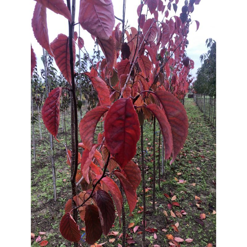Prunus Sargentii - meerstammig