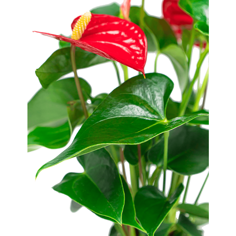 Anthurium rood in Vera pot 