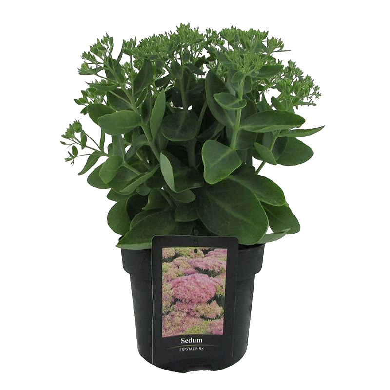 Sedum 'Crystal Pink'