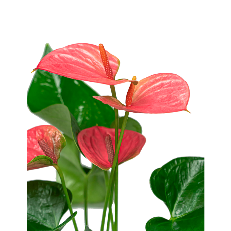 Anthurium roze in Vera pot 