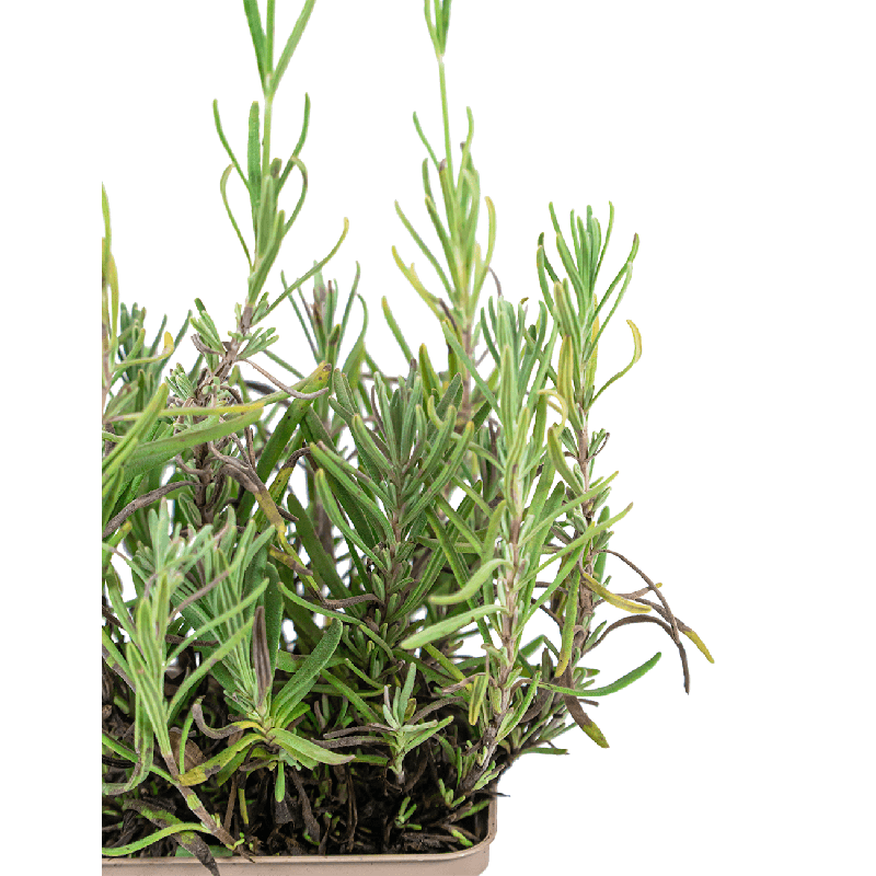 Lavandula angustifolia 'Alba'