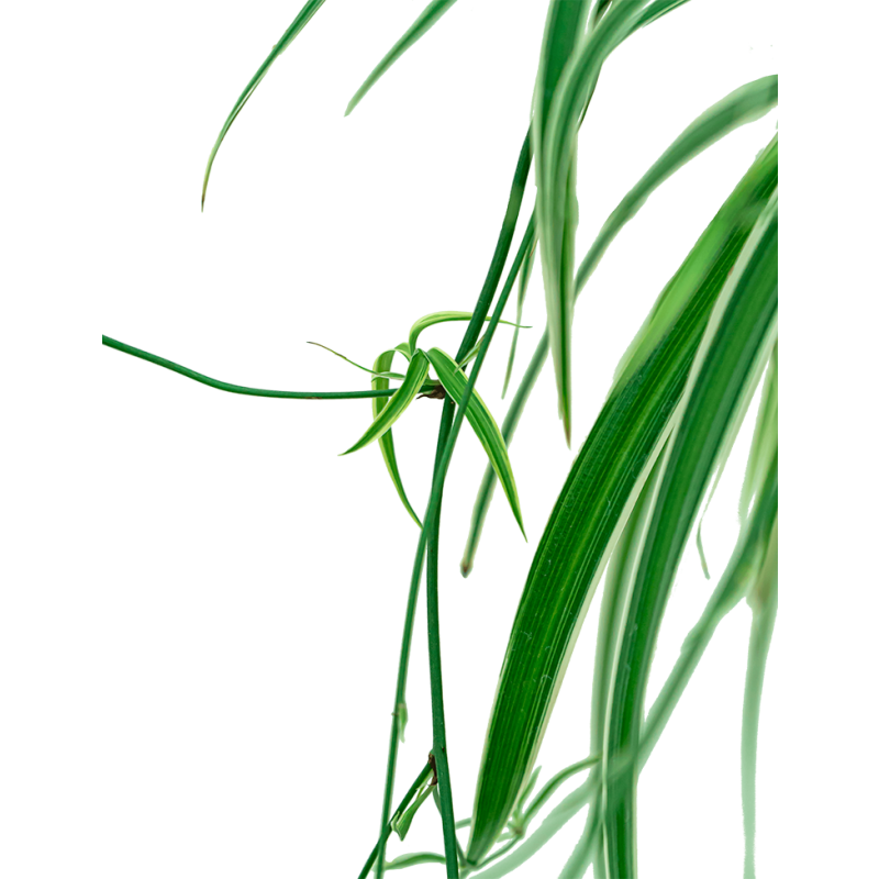 Chlorophytum Comosum Ocean