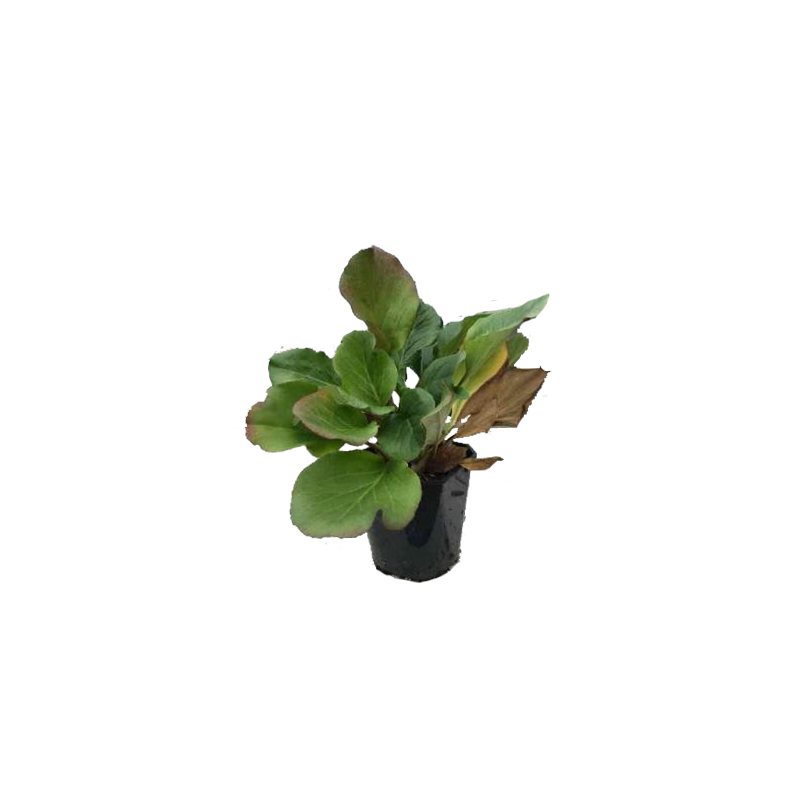 Bergenia cordifolia 'Purpurea'
