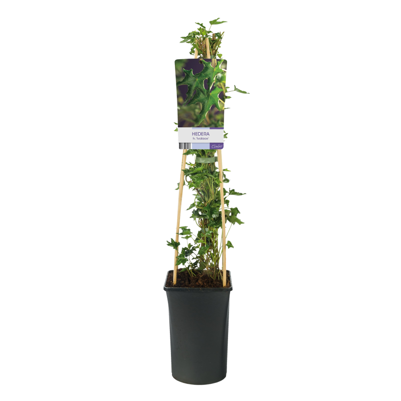 Hedera helix 'Ivalace'