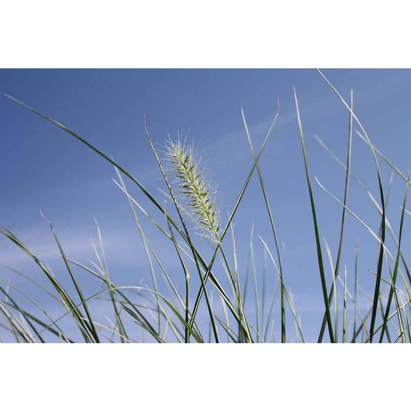 Pennisetum alopecuroides 'Little Honey'