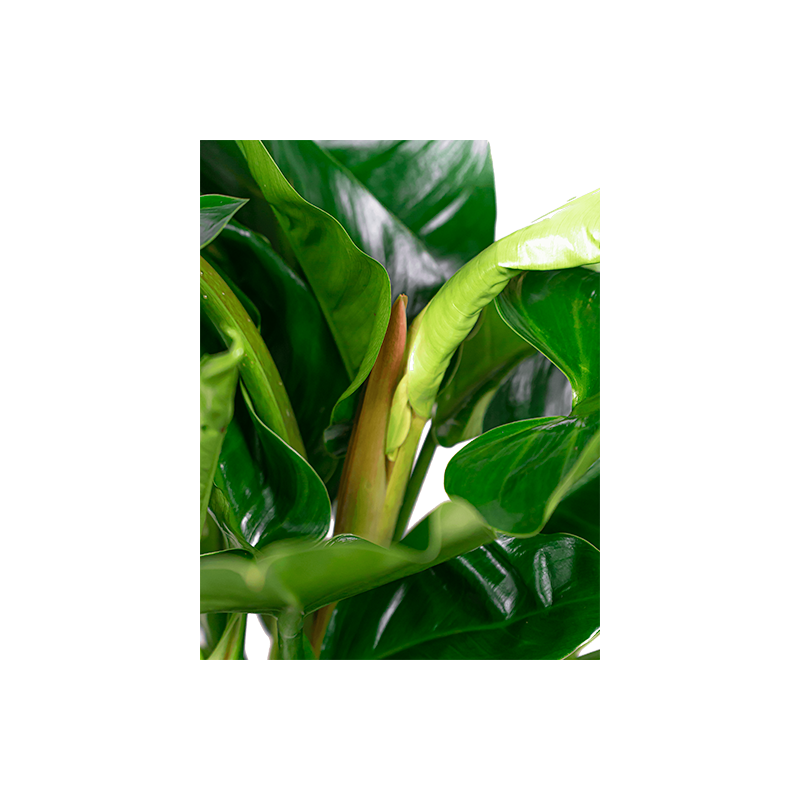 Philodendron Imperial Green in Pure Cone wit