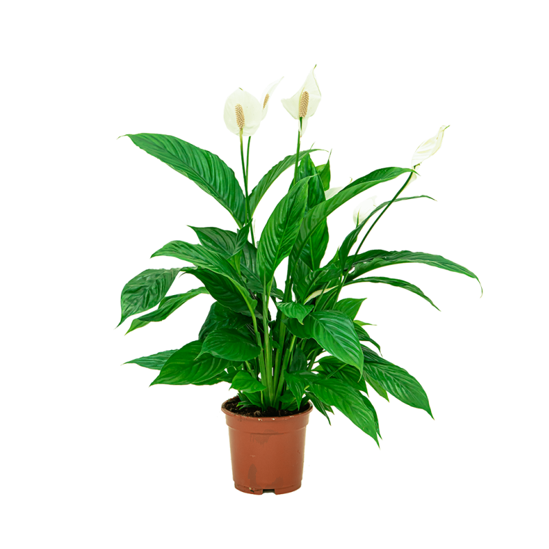 Spathiphyllum 