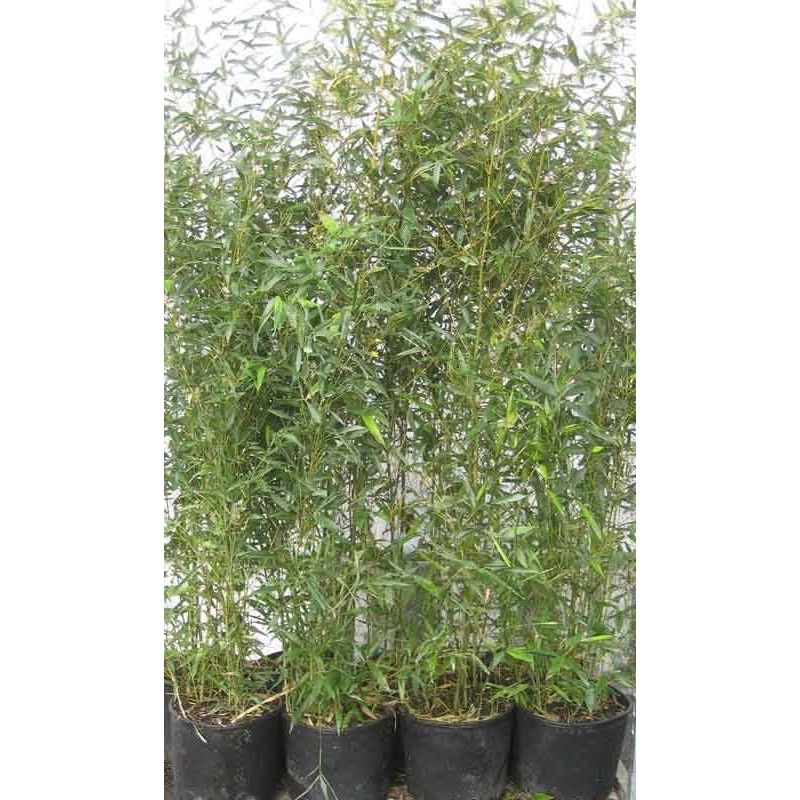 Phyllostachys bissetii haag