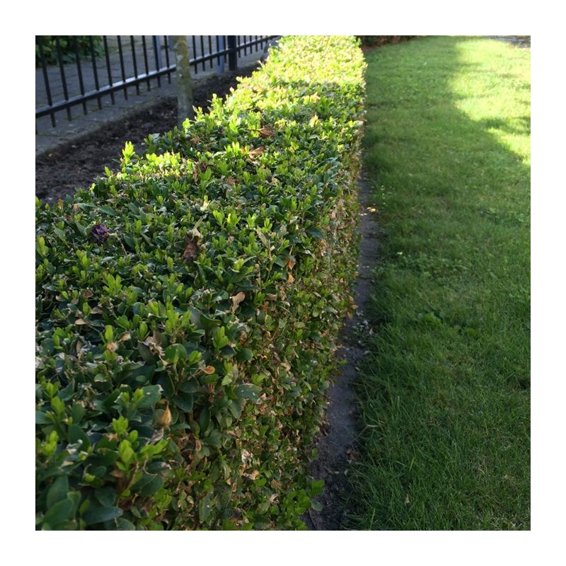 Buxus sempervirens - haag