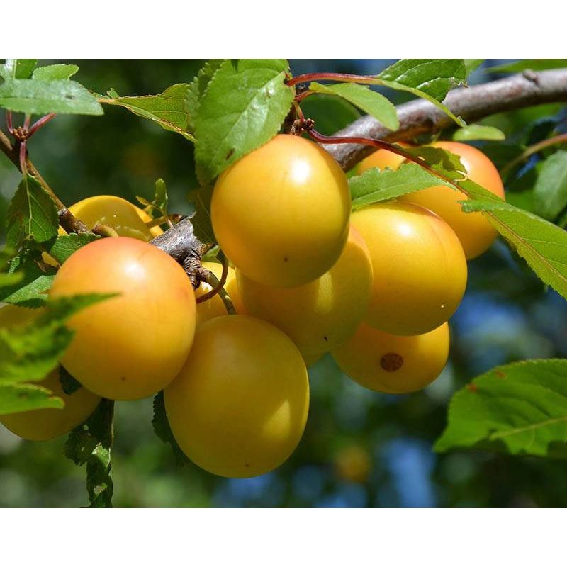 Prunus Domestica Mirabelle de Nancy - leiboom