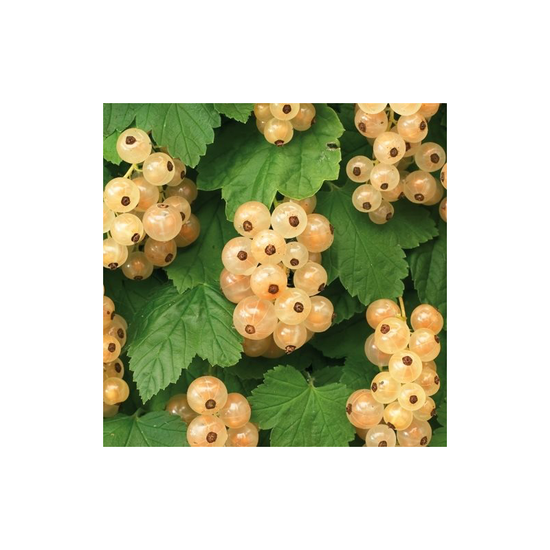 Ribes rubrum 'White Pearl'