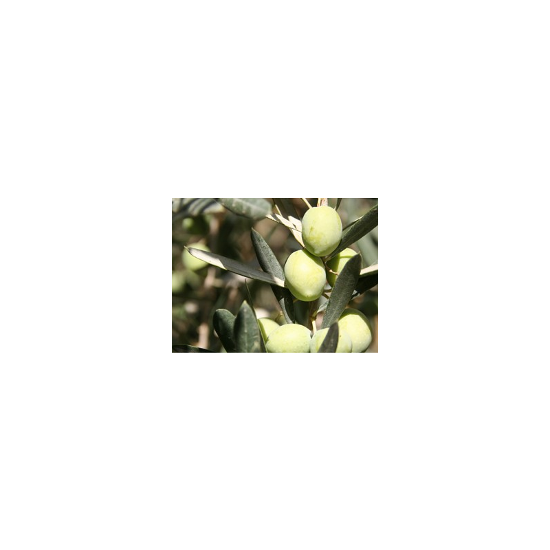 Olea Europaea bush 