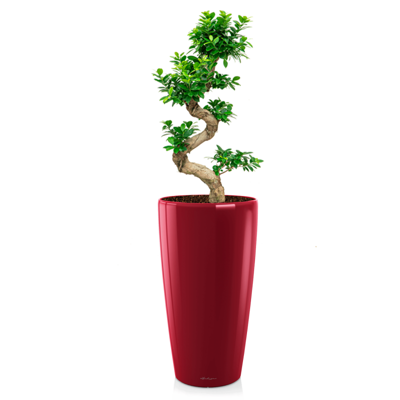 Ficus Bonsai in watergevende Rondo rood