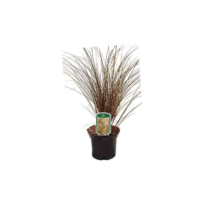 Carex comans 'Milk Chocolate'