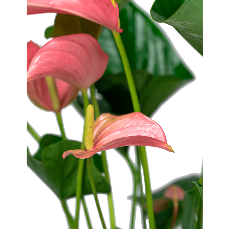 Anthurium roze in Vera pot 