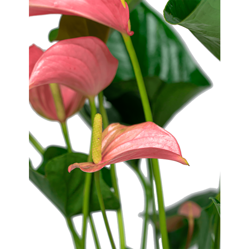 Anthurium roze in Vera pot